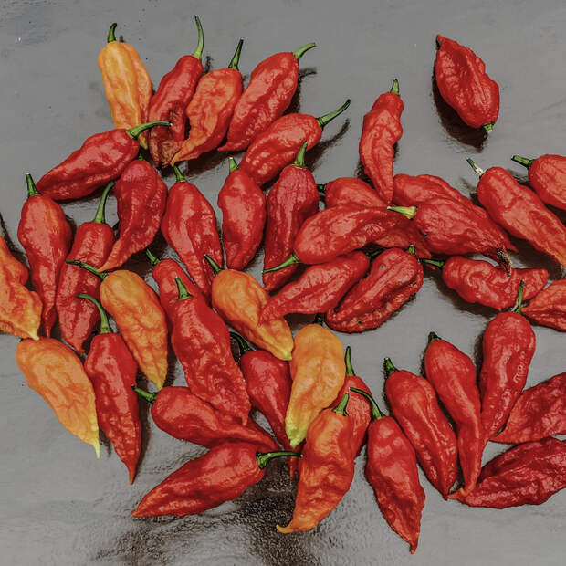 Ghost peppers, some of the hottest peppers on earth.