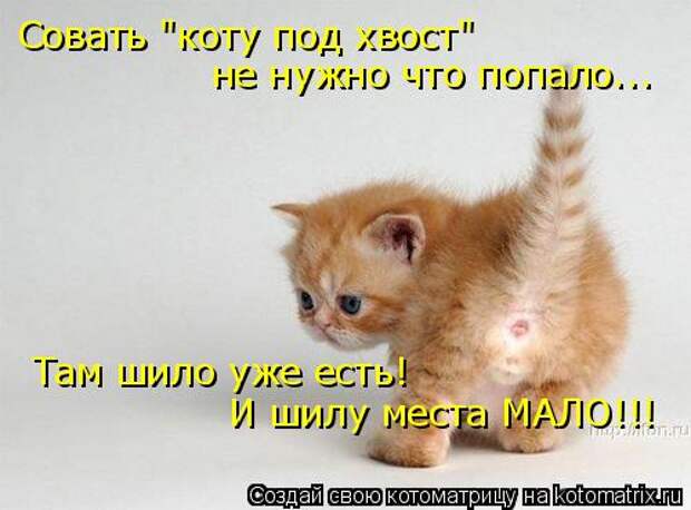 Новые котоматрицы с классным задором (30 фото)