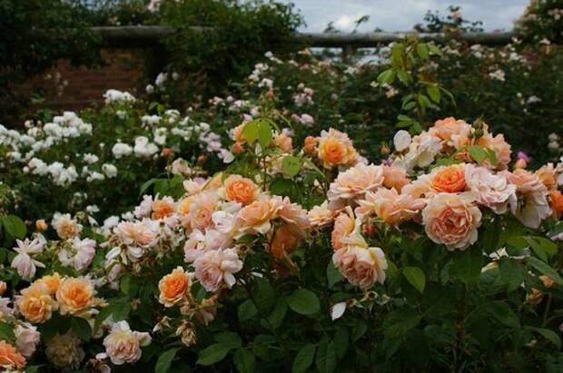 Английские розы в саду фото