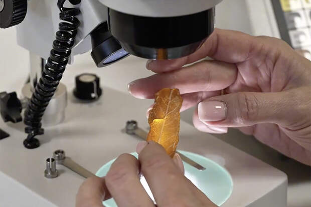 На янтарном комбинате в Калининградской области нашли отпечаток доисторического листа