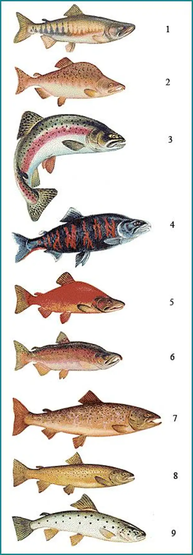 виды лососевых рыб названия и картинки