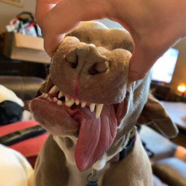 У этой собаки есть два рта и второй рот находится там же, где и ухо (там даже есть три зуба)