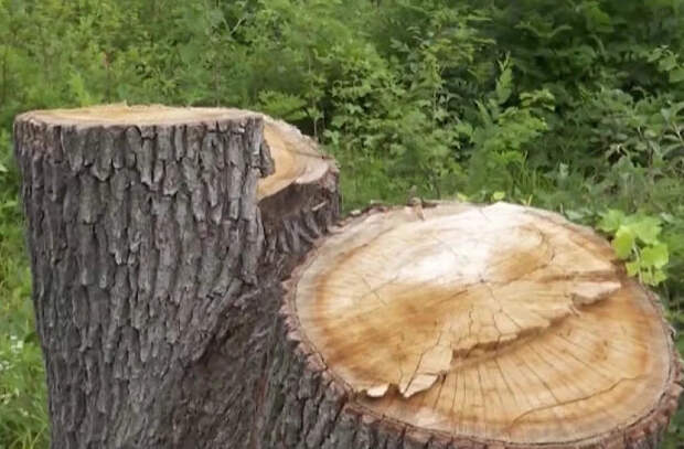 В национальном парке Оргеева срубили вековые дубы