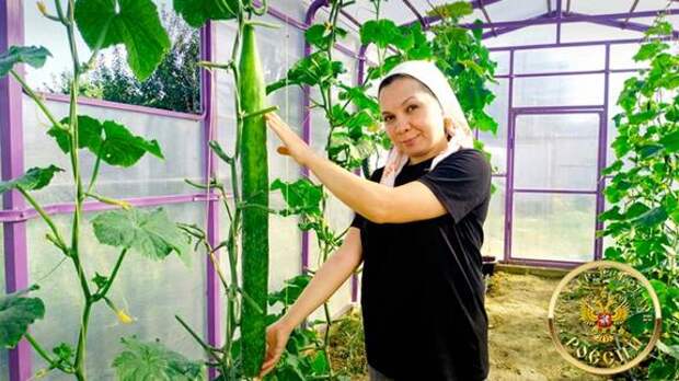 «Всё было привычно, для домашнего пользования — и на тебе»: садовод-любитель из Татарстана вырастила самый длинный огурец России