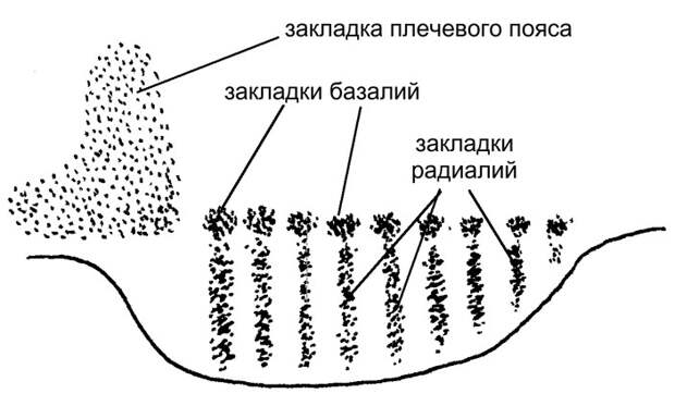 Рис. 4. Эмбриональное развитие грудного плавника акулы