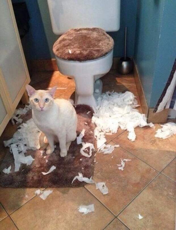 Домашние любимцы