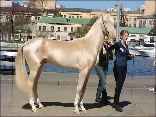 Одна из самых красивых лошадей в мире: Ахал-Теке