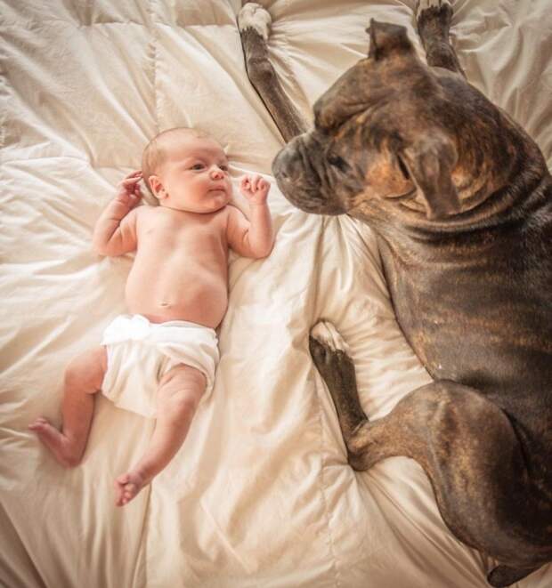 small-babies-children-big-dogs-70__880