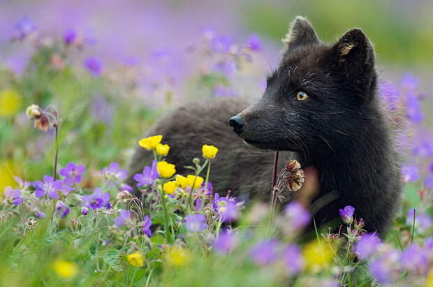Такие красивые и необычные черные лисы