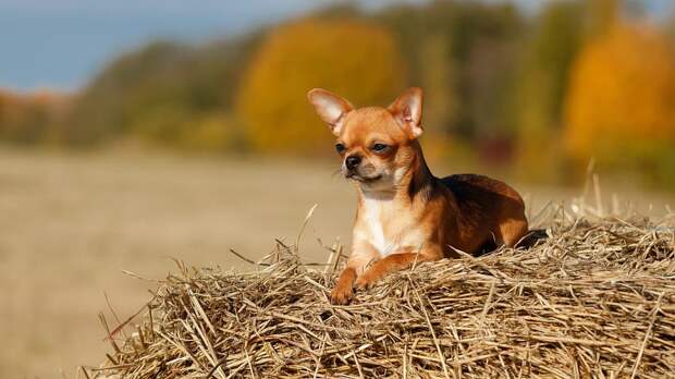 Как капризная графиня и древнегреческий пес подарили нам крылатую фразу