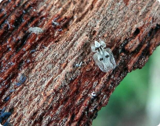 Кружевница Corythucha ciliata