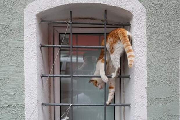 Почему кошки отказываются от еды, рассказали японские учёные