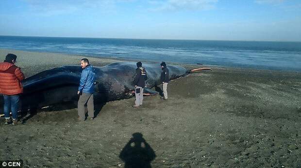 После того, как синего кита выбросило на пляж в Чили, его тело затоптали любители "эффектных" фотографий, а также разрисовали жестокость, животные, издевательства, кит, океан, пляж, селфи, фото