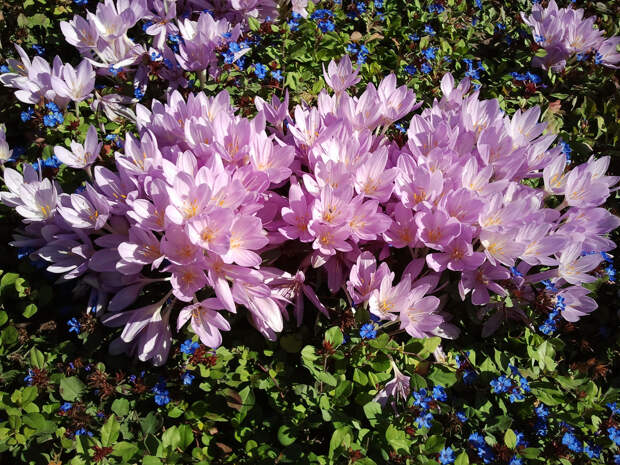 Безвременники – осенний праздник цветения