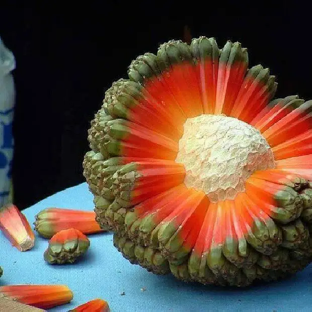 22 фрукта, которых многие никогда не пробовали