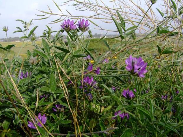 Псоралея лещинолистная, или бабчи (Psoralea corylifolia)