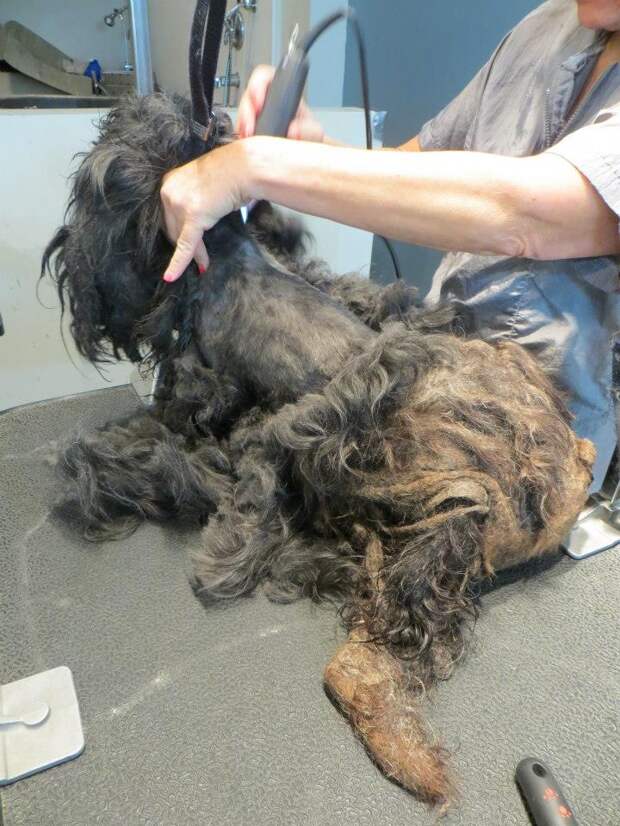 Trio Animal Foundation, Ellen dog, собака Эллен, до и после спасения