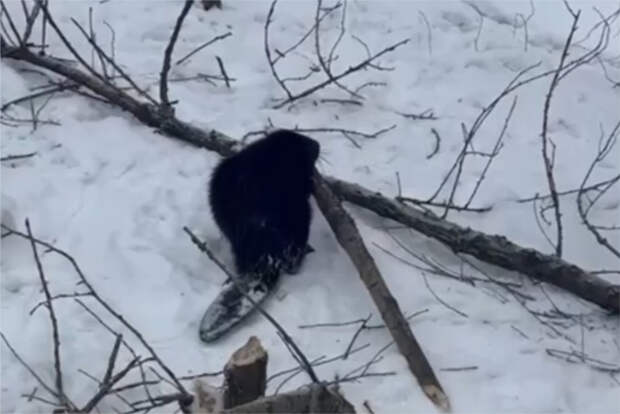 Бобр решил построить хату у элитного ЖК в Петербурге