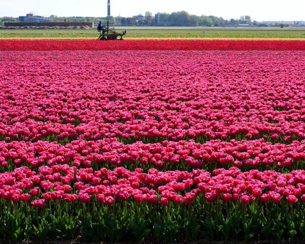 Flowers of The Netherlands