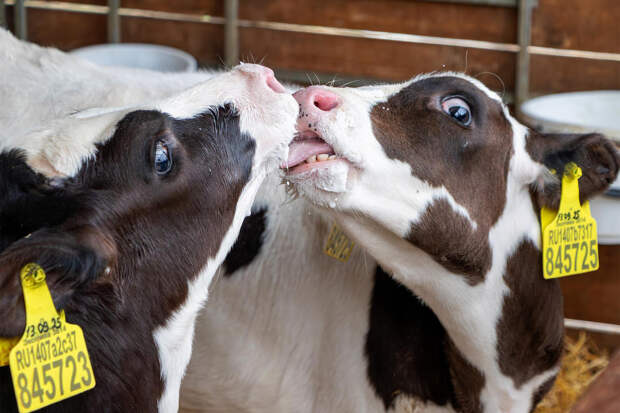 В российском регионе ввели карантин из-за острого инфекционного заболевания