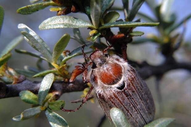Редкий жук, ты враг или друг: почему майские жуки не встречаются ежегодно? вредитель, дерево, листья, личинка, майский жук, развитие