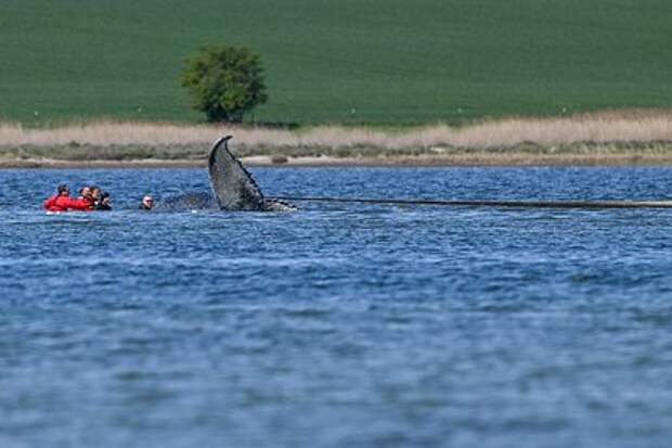 Горбатого кита Тимми погрузят на баржу и отвезут в Атлантику
