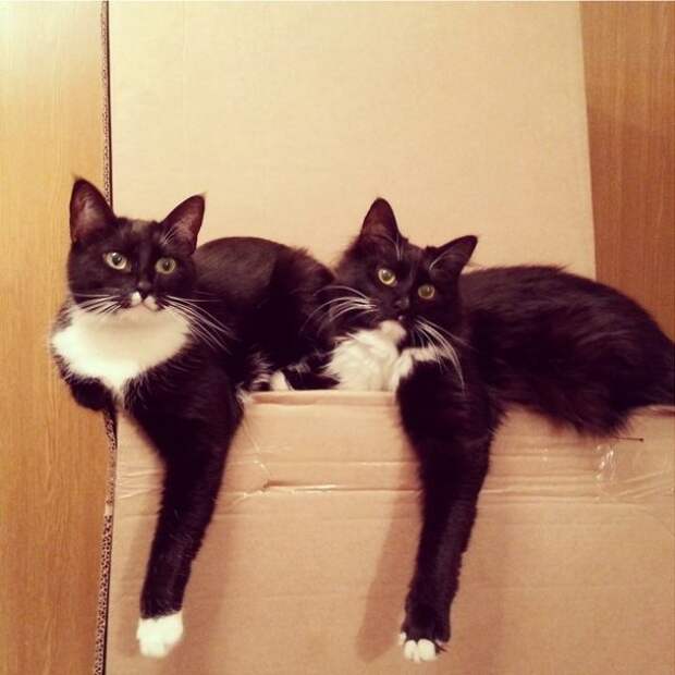 Синхронизация котэ