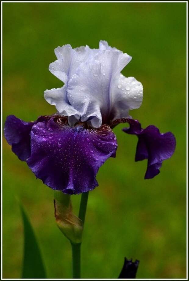 юбка ирис инк красно белая. легенда о ирисе цветке. миф про ирис. ирис abiqua falls. легенда о ирисе цветке.