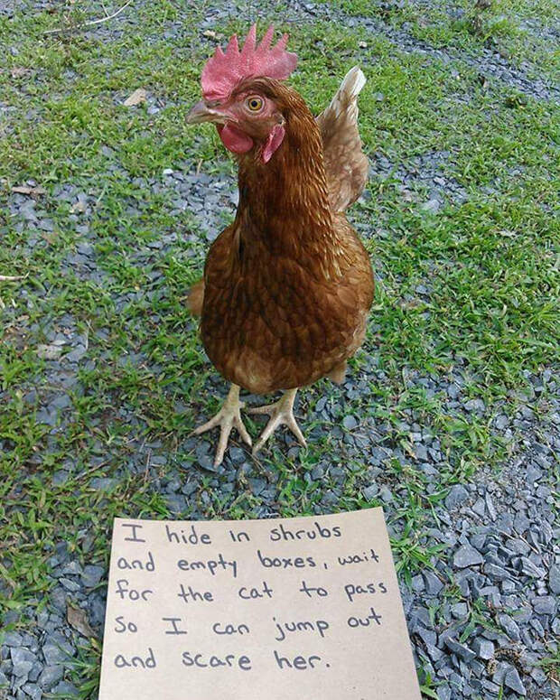 Funny-Chicken-Shaming-Farm-Life