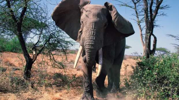 Слон атаковал туристов в Южной Африке, едва не смяв их автомобиль