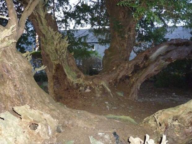 Тис из Ллангернью (Llangernyw Yew)