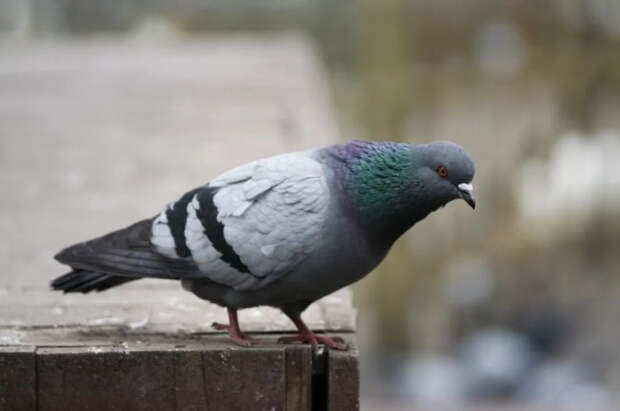 В США самый старый голубь в мире прожил до 43 лет