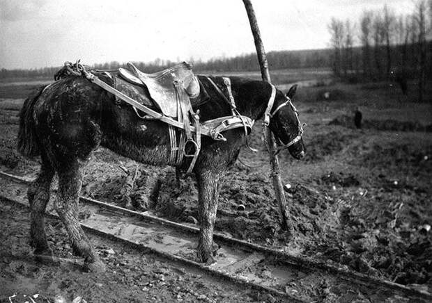 Животные в годы Первой Мировой войны война, животные