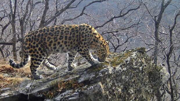 Экологическая тропа появилась в парке «Земля леопарда» в Приморье