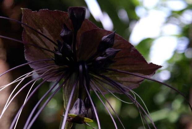 creepyplants26 Самые жуткие растения