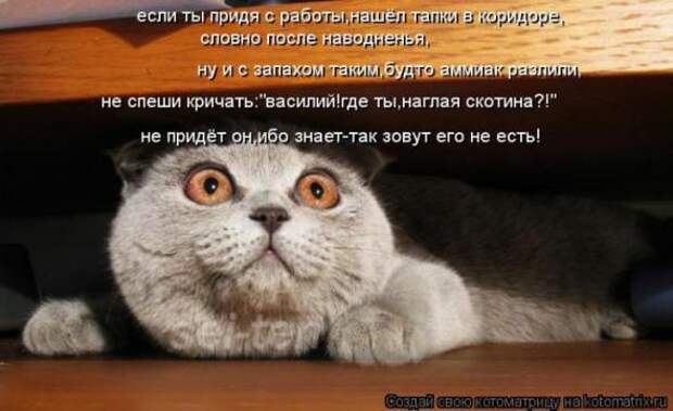 Котоматрицы(картинки с надписями)