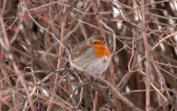 В Петербурге поселилась редкая для этого времени года певчая птица