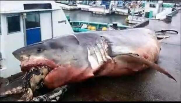 Японский рыбак выловил акулу, которая подавилась черепахой акула, в мире, подавилась, рыба, улов, черепаха