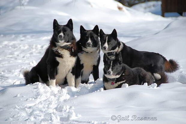 Карельская медвежья собака (Karelian Bear Dog) Карельская медвежья лайка (Karjalankarhukoira)