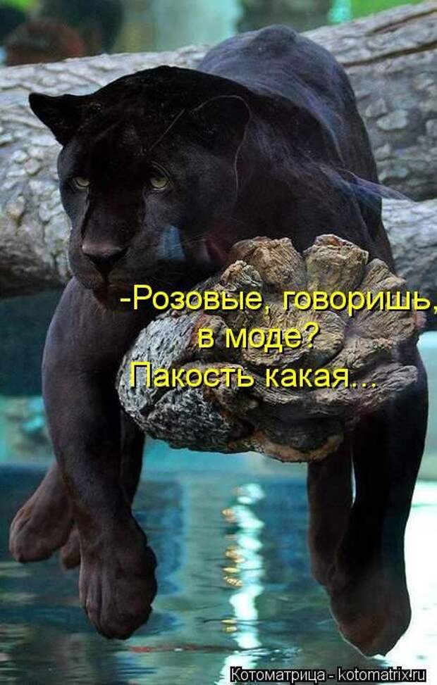 Котоматрицы(картинки с надписями)