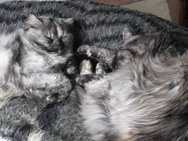Camouflage-Cats-17 (500x375, 27Kb)