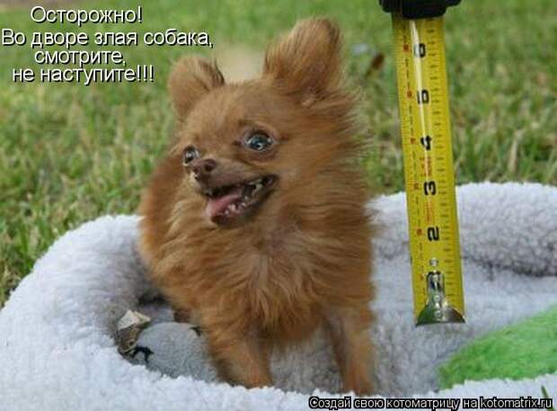 Во дворе злая собака,  Осторожно! смотрите,  не наступите!!!