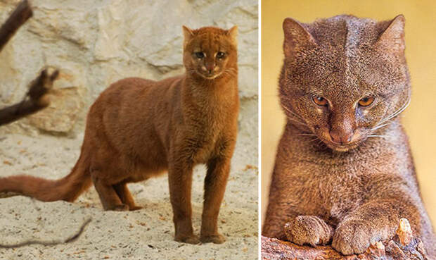 Милая кошка из Южной Америки. Милая кошка из Южной Америки.