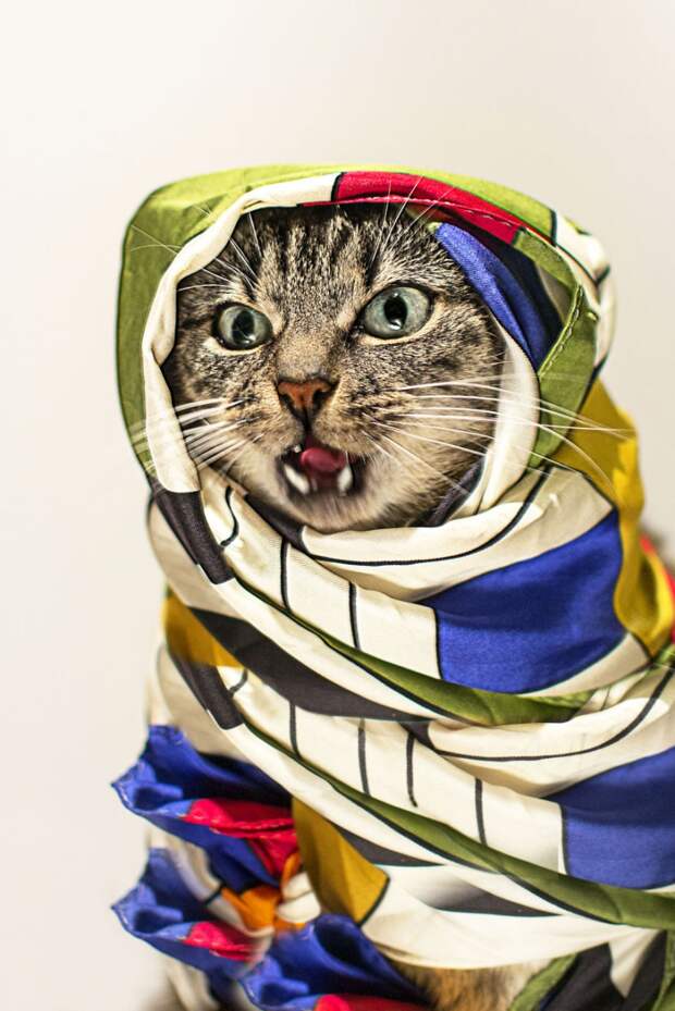 Пушистая модница кошка, модница, фото