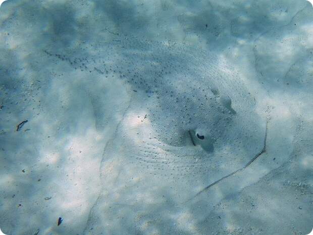 Скат-дикобраз (лат. Urogymnus asperrimus)