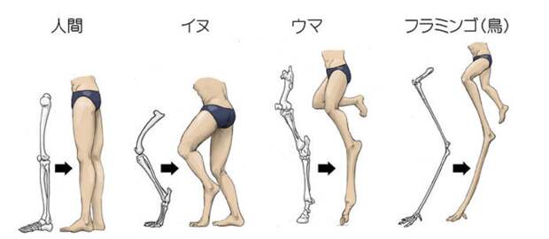 humans-animals-anatomy-satoshi-kawasaki-5d7f3f555d01a__700.jpg humans-animals-anatomy-satoshi-kawasaki-5d7f3f555d01a__700.jpg