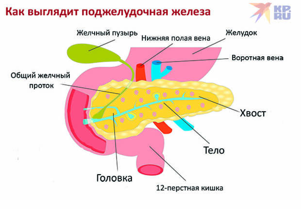 Как выглядит поджелудочная железа