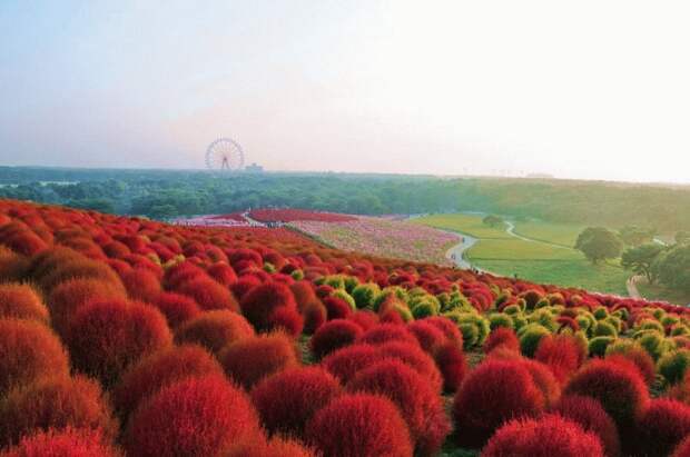 NewPix.ru - «Hitachi Seaside Park» сад цветов в Японии