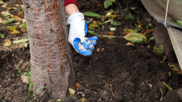 Всегда подкармливаю вишни до и во время цветения – урожай потом такой большой, что раздаю соседям