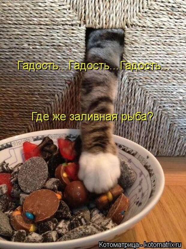 Котоматрицы(картинки с надписями)